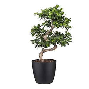 Bonsai – Chinese vijg incl. sierpot zwart als set – Hoogte: 70 cm