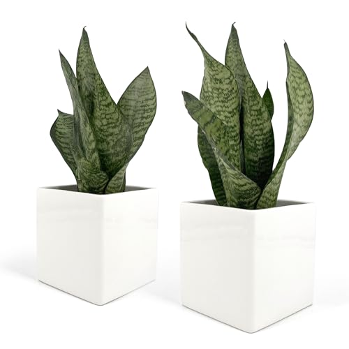 Vimin Box Set 2 pcs, Vasi Quadrati in Ceramica, per Interni, Bianchi, per Piante Grasse, Fiori, Bonsai, Cactus, Decorazione Casa, Scrivania, Tavolo, Ufficio. (M - 10x10cm)