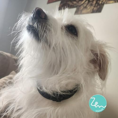 Coleira ZenCare Erva de Santa Maria e Neem Para Cães Filhotes e/ou Gatos