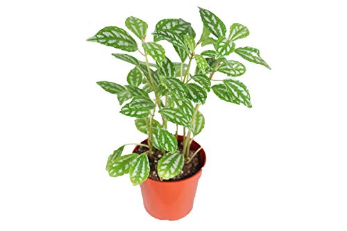 Pilea Cadierei (Aluminum Plant) - 4' from California Tropicals