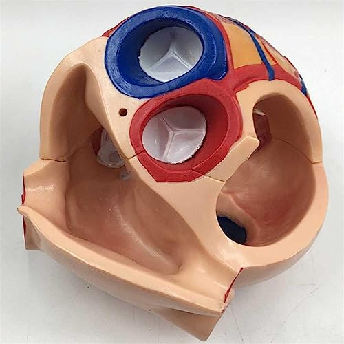 Modèle d'étude cardiaque de haute précision à texture claire - 6