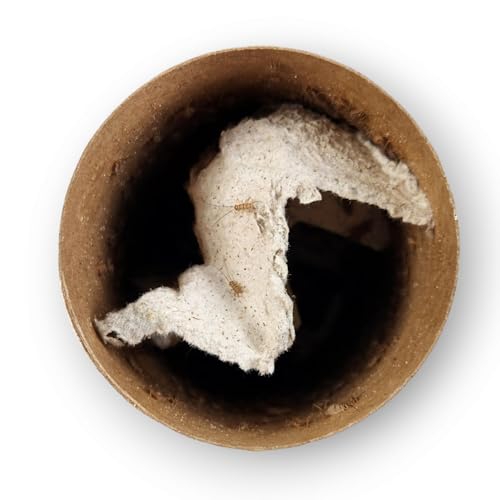 Josh\'s Frogs 1/4\" Banded Crickets (250 Count) - Thumbnail 3