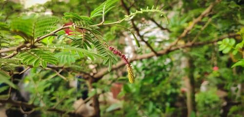 Image of Zxxyanbi Rare Live Indian Good Luck Shami (Prosopis cineraria) Flowers Plant (Height-1-2 Feet) Shami Original Hybrid Variety Lucky Plant For Home Garden Outdoor /Indoor Live Tree | Easy Care |