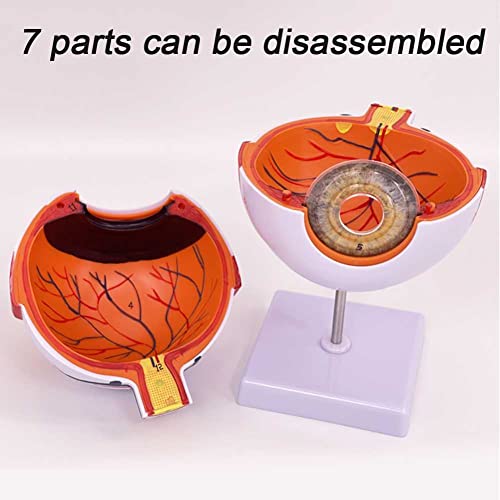 Globe oculaire à agrandissement 6 fois pour comprendre l'anatomie oculaire sans microscope