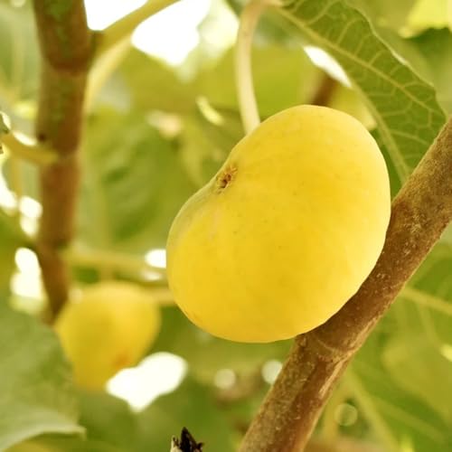 higuera semillas de higuera - higo - interior, comprar higuera exóticas resistentes, zapote en crecimiento, 200pcs