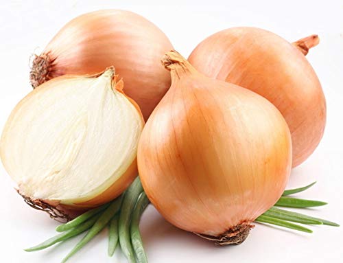 50pcs Semilla Cebollas Orgánicas Semillas Vegetales Cebollas para Jardín Balcón Terraza, Semillas Ecológicas Hortícolas Cultivar en Casa (Amarilla)