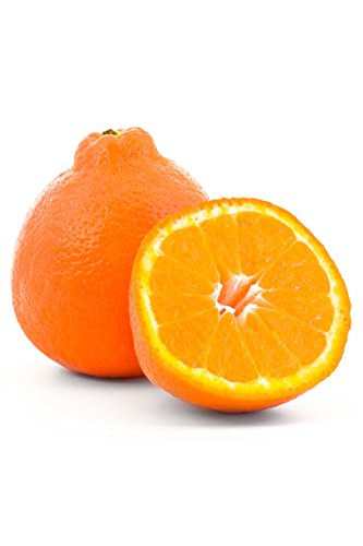 Minneola Tangelo Tree, Mandarin Grapefruit Hybrid Citrus (Excludes: CA,TX,LA,AZ)