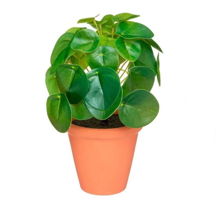 Planta del Dinero China | Maceta de Cerámica | DECOALIVE | Pilea Peperomioides | Planta de Interior