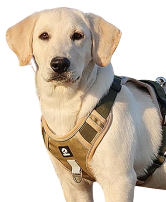 Love4Tails Dog Vest Harness (Small, Khaki) 4-7kg (B0CN6MT6D2) Amazon Price History, Amazon Price Tracker