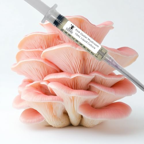 Pink Oyster Mushroom 10cc Liquid Culture