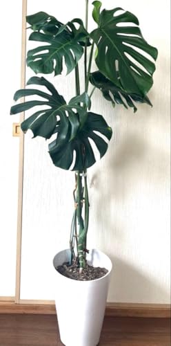 観葉植物 デリシオーサ モンステラ」の人気商品一覧 | 安い商品を通販