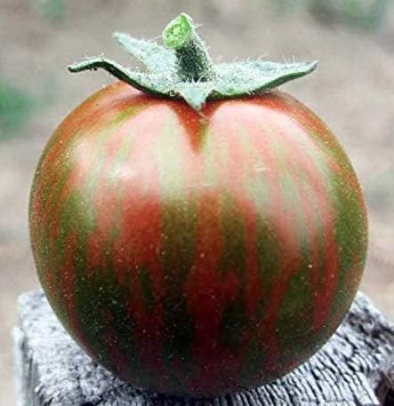 Miniatura 5 de Black Zebra Tomate Seeds, 25 semillas tradicionales por paquete, semillas no transgénicas, nombre botánico Solanum lycopersicum, Isla's Garden Seeds