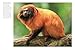 Monkeys: Apes, Gorillas and other Primates (Mini Encyclopedias)