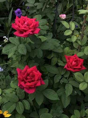 Garden Center Shop | Rosal Chrysler Imperial 2 L | Rosa Roja Perfumada de Gran Floración | Arbusto Clásico para Jardín, plantacion | listo para enraizar | flor gorda