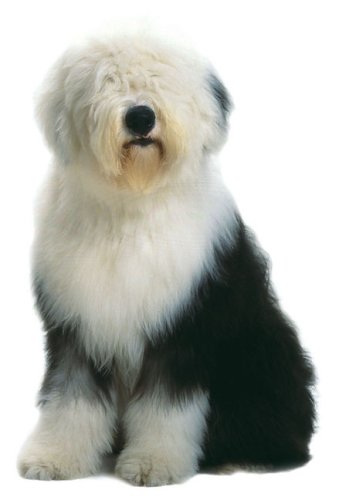 Legacy of the Dog: The Ultimate Illustrated Guide Revised and Updated, 2nd Edition - Image 3