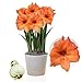 Amaryllis Zwiebel Rilona - 1 Blumenzwiebel in Großformat 26/30 - Exklusive Zwiebeln - Echte Pflanzen aus Holland - Hippeastrum (keine Samen, Wachs und nicht künstlich)