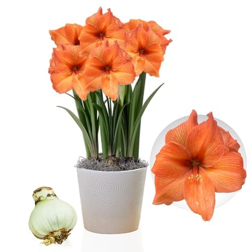 Amaryllis Zwiebel Rilona - 1 Blumenzwiebel in Großformat 26/30 - Exklusive Zwiebeln - Echte Pflanzen aus Holland - Hippeastrum (keine Samen, Wachs und nicht künstlich)