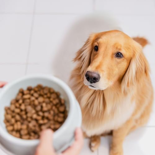 Faut-il mouiller les croquettes de son chien ou de son chat ?