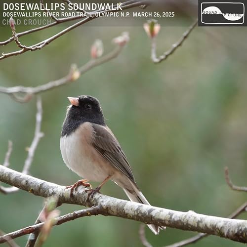 Dosewallips Soundwalk