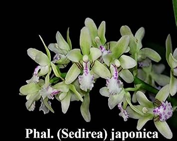 Miniature Orchid: Sedirea Japonica