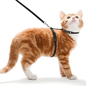 Ducomi Meow Harnais Anti-Fugue pour Chat avec Laisse – Collier pour Chats de Petite Taille et Chatons, Harnais Réglable et Laisse de 105 cm pour Promenade en Toute Sécurité (Black)