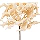 3B Scientific Menschliche Anatomie - Knochenspongiosa (Schwammknochen) Modell, 100-fach vergrößert + kostenlose Anatomie App - 3B Smart Anatomy