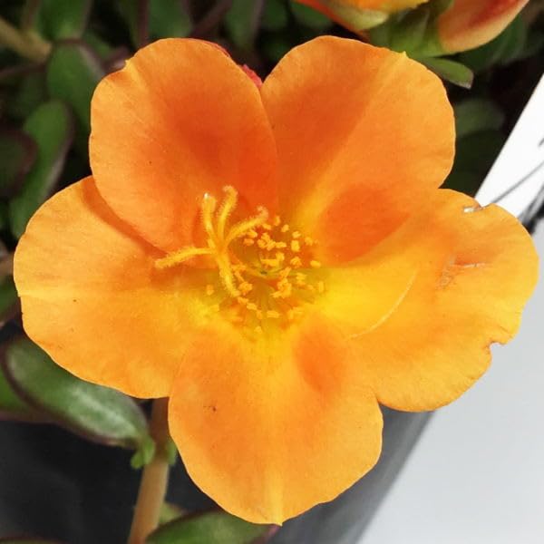 Amazon.co.jp: 大輪 ポーチュラカ Portulaca （オレンジ）9cmポット苗 