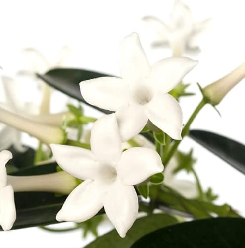 Planta Jazmín Madagascar |DECOALIVE | Planta Natural |Flores de Interior Cover