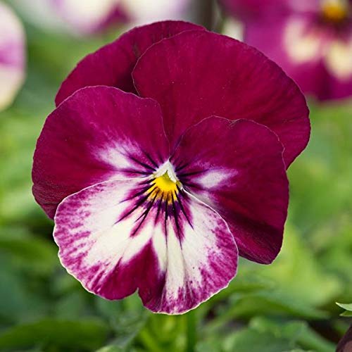 Pansy (Trailing) 'Cool Wave' Raspberry Swirl Mix X 6 Plug Plants