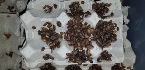 Isopod Gisby-Dubia Roaches,Blaptica Dubia,Live food feeding (Pack of 50)-(Small)