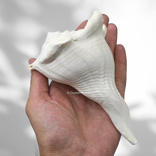 Image of Crystal Heaven Dakshinavarti Shankh Original - 5 to 6 inch inches Large Dakhinabarti Sankha for Puja Original Conch Shell - Natural Dakshinmukhi Shankh for Pooja, Meditation and Gifts