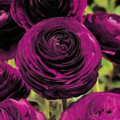 Ranunculus Flower Plant Live Pot BY Zabbus Purple (B0BQ7MKZLK) Amazon Price History, Amazon Price Tracker