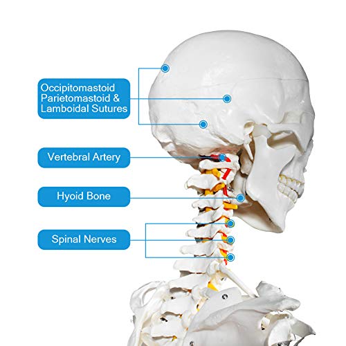 breesky Human Skeleton Model for Anatomy- Life Size Medical Human Skeleton Model with Nervous System 70.8 in with Rolling Stand for Medical Study and Display 3 Posters by Fivtyily breesky - Image 3