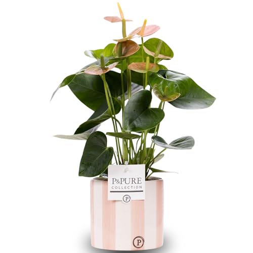Anthurium Pink with Pot, Houseplant Real Indoor Plant for Office, Home, Bedroom, Kitchen and Living Room, Perfect for Clean Air, Delivered Next Day Anthurium Pink with Pot, Houseplant Real Indoor Plant for Office, Home, Bedroom, Kitchen and Living Room, Perfect for Clean Air, Delivered Next Day