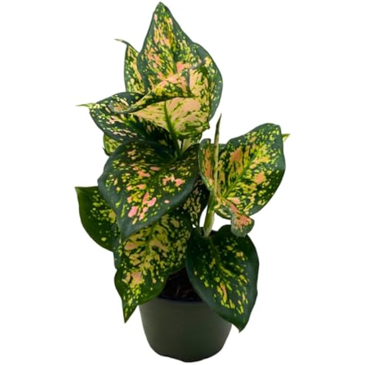 BubbleBlooms Aglaonema Pink Dalmation Chinese Liberia | Ubuy