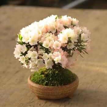 ツツジ造花盆栽 本絹手造り 鉢付 総高さ40㎝ 茶道具 茶室飾 インテリア 置物 0_749983adf0c6bbde1eb6837d0547