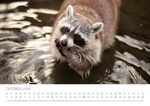 Edition Seidel Premium Kalender Die Welt der Waschbären 2026 Format DIN A3 Wandkalender Tierkalender Waschbär Nordamerika Welpen Wildtiere Waldtiere