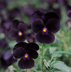 Viola Sorbet XP Black Delight 250 Seeds