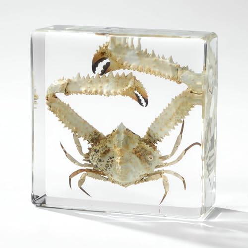 Image of Taxidermy Octopus Turtle Crab, Real Oceans Animals Specimens in Resin Preserved, Clear for Closer-Look & Study, Science Educational Classroom Specimen, for Ornament Decor and Gift (3.0x3.0x0.8-inch)