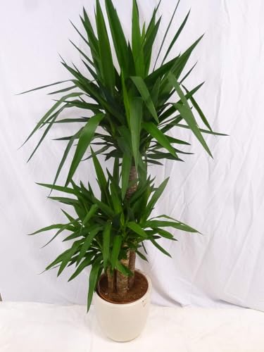 [Palmenlager] XL Yucca elephantipes 170 cm - 3er Tuff- dicke Stämme - // Zimmerpflanze - Indoor & Outdoor