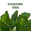 BubbleBlooms Staghorn Fern, in a 4 inch Pot, Platycerium bifurcatum Elkhorn #1
