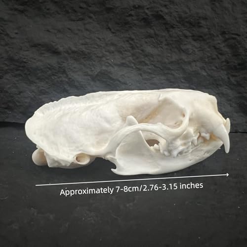 10 Pcs Real Mink Skull Specimen for Science Education, Natural Taxidermy Skull Collection, Laboratory Teaching Supply