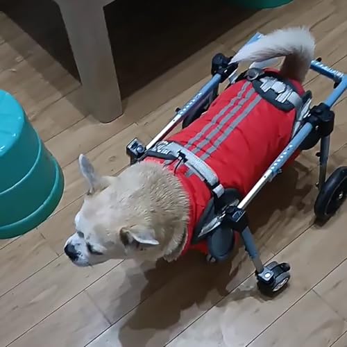 Silla de ruedas para perros ajustable: herramientas para andar con artritis
