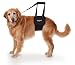 GingerLead Dog Support & Rehabilitation Harness with Stay on Straps - Large Female Sling - Ideal for aging, disabled, or injured dogs needing assistance with their balance and mobility