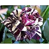 20 Black Dragon Rose Seeds