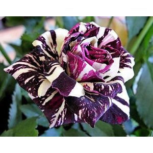 20 Black Dragon Rose Seeds 20 Black Dragon Rose Seeds