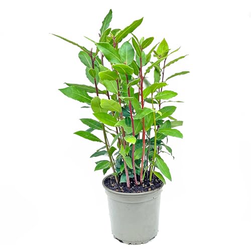 - echter Lorbeer - Italienischer XL Gewürzlorbeer - Laurus nobilis im 14...