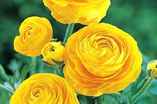 Pastel Yellow Ranunculus Bulbs(10 Bulbs) Perennial Great Garden Flower Home Bonsai Decoration