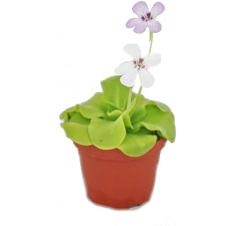 Exotenherz - Fettkraut - Pinguicula - 9cm Topf