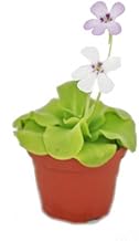 Exotenherz - Fettkraut - Pinguicula - Überraschungssorte - 9cm Topf